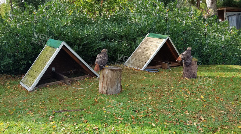 pièges à pigeons